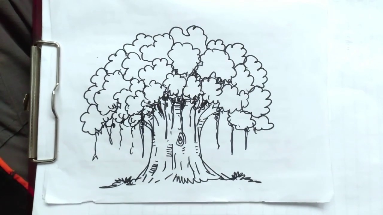 Detail Mewarnai Gambar Pohon Beringin Nomer 11