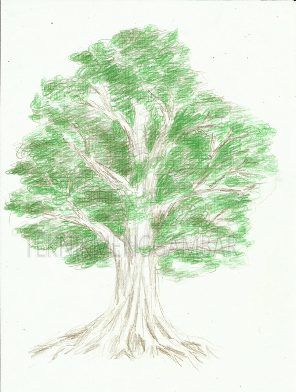Detail Mewarnai Gambar Pohon Besar Nomer 42