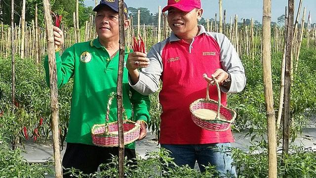 Detail Mewarnai Gambar Pohon Cabe Nomer 52