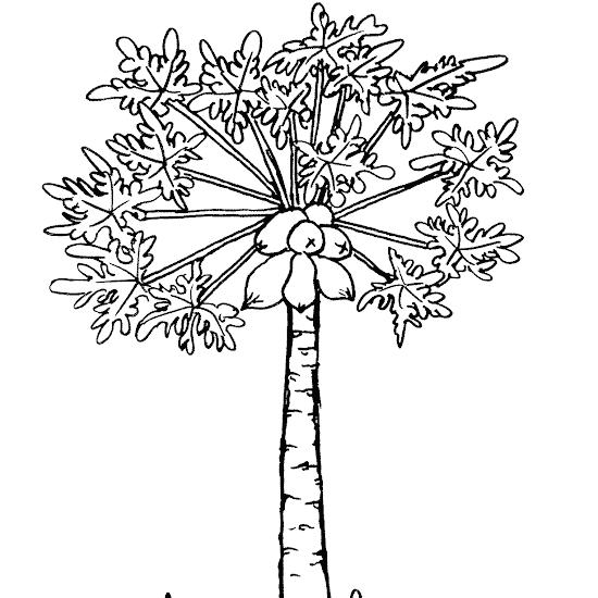Detail Mewarnai Gambar Pohon Pepaya Nomer 8