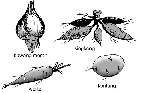 Detail Mewarnai Gambar Pohon Singkong Nomer 45