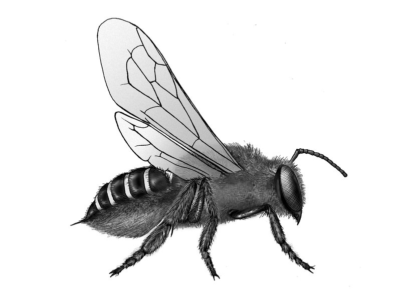 Bee Like - KibrisPDR