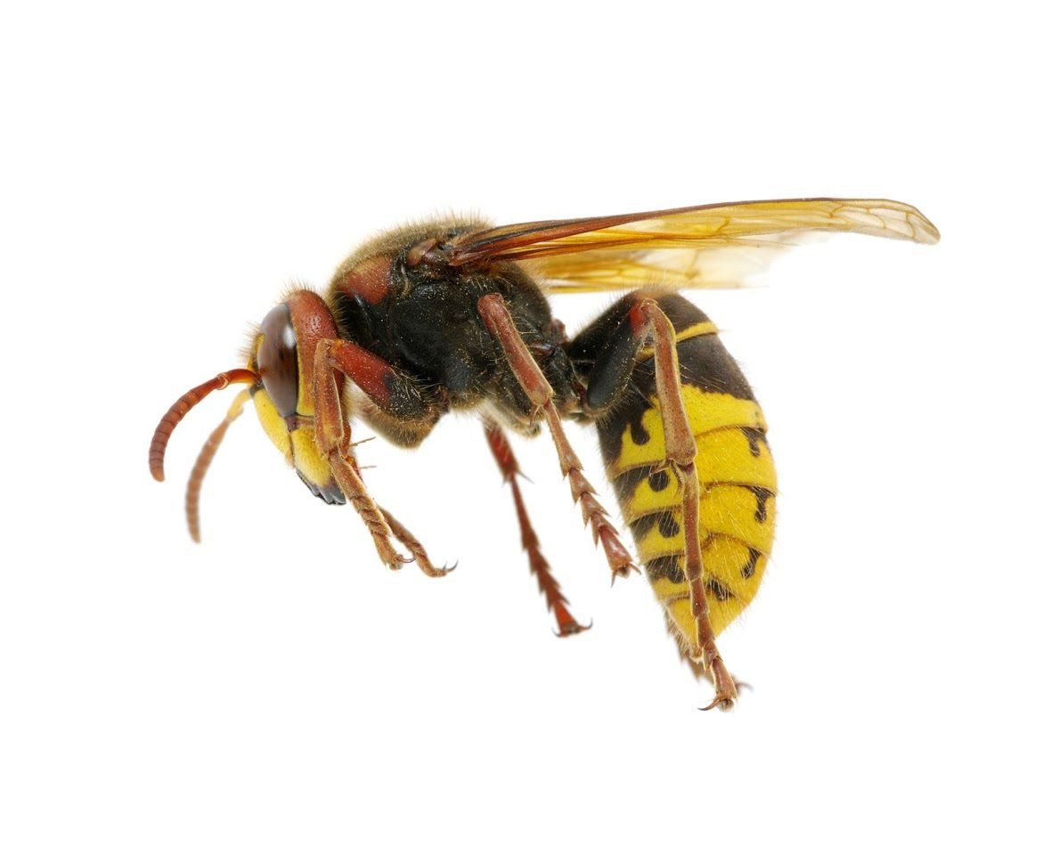 Detail Bee Like Nomer 6