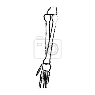 Detail Knochen Im Arm Nomer 8