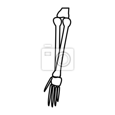 Detail Knochen Im Arm Nomer 12