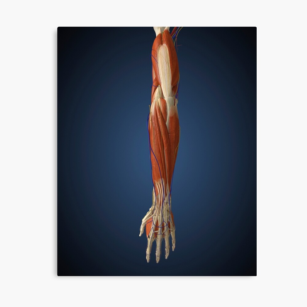 Detail Knochen Im Arm Nomer 13