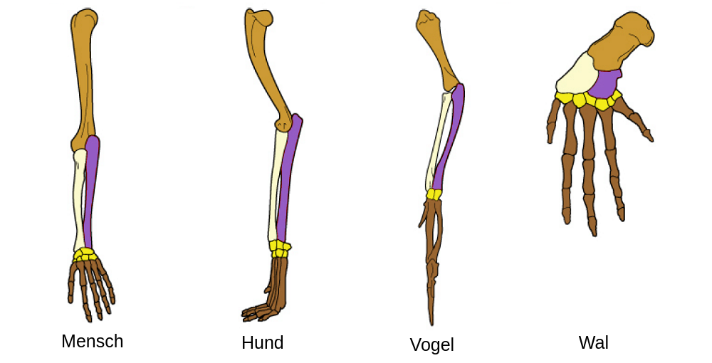 Detail Knochen Im Arm Nomer 2