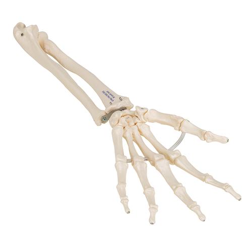 Detail Knochen Im Arm Nomer 14