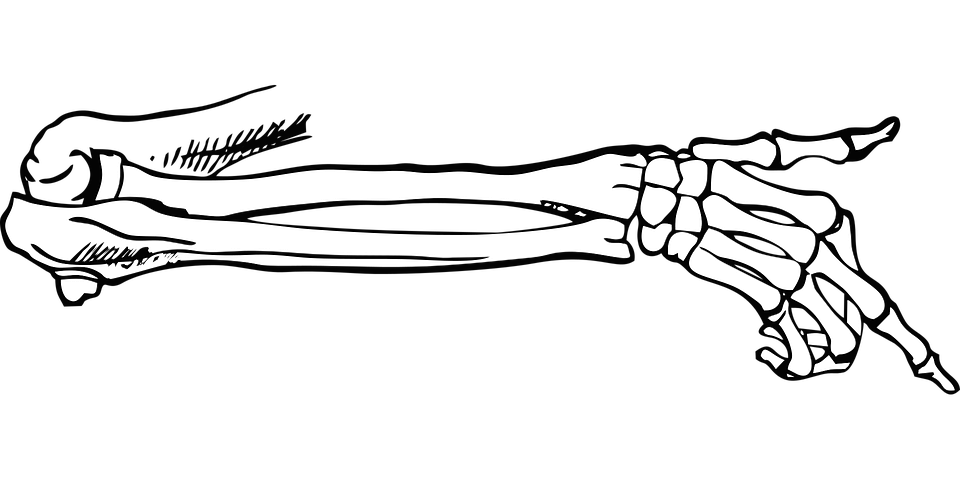 Detail Knochen Im Arm Nomer 4