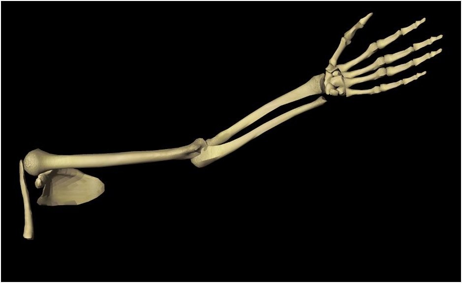 Detail Knochen Im Arm Nomer 5
