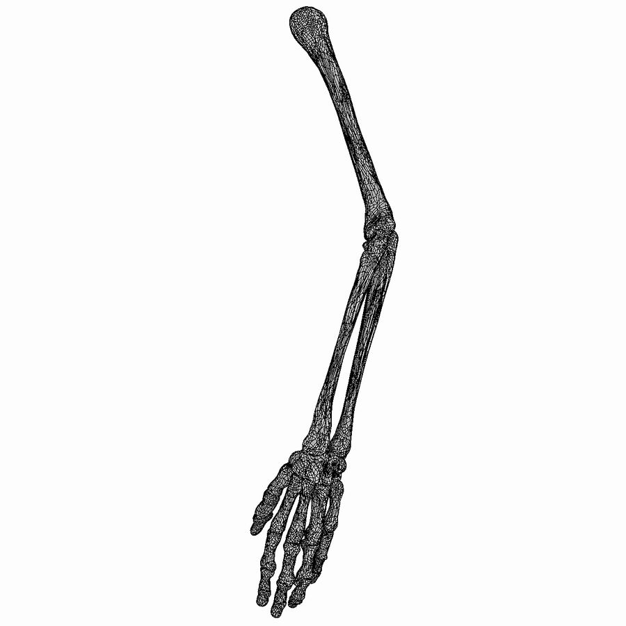 Detail Knochen Im Arm Nomer 7