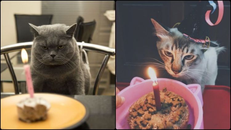 Detail Kue Ulang Tahun Untuk Kucing Nomer 10