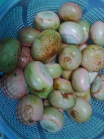 Detail Kulit Buah Yang Keras Nomer 36