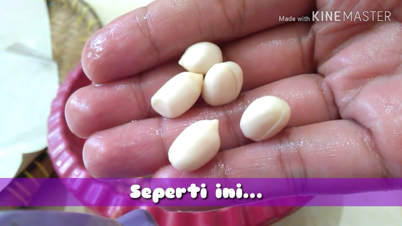 Detail Kulit Kacang Tanah Nomer 51