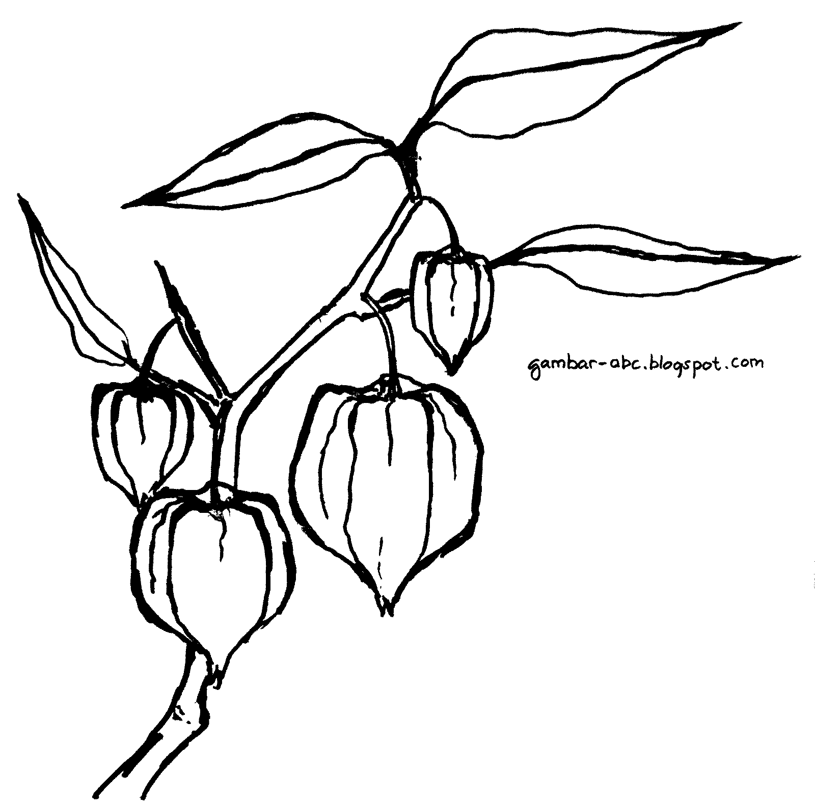 Detail Mewarnai Gambar Salak Nomer 48