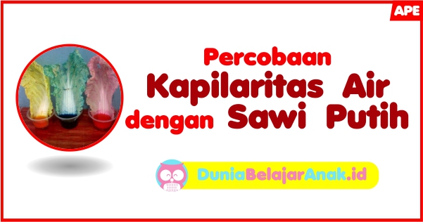 Detail Mewarnai Gambar Sawi Kapilaritas Pada Tumbuhan Nomer 3