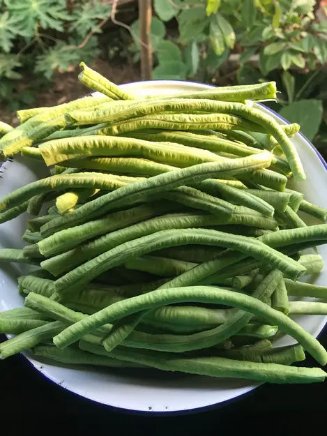 Detail Mewarnai Gambar Sayur Kacang Panjang Nomer 34