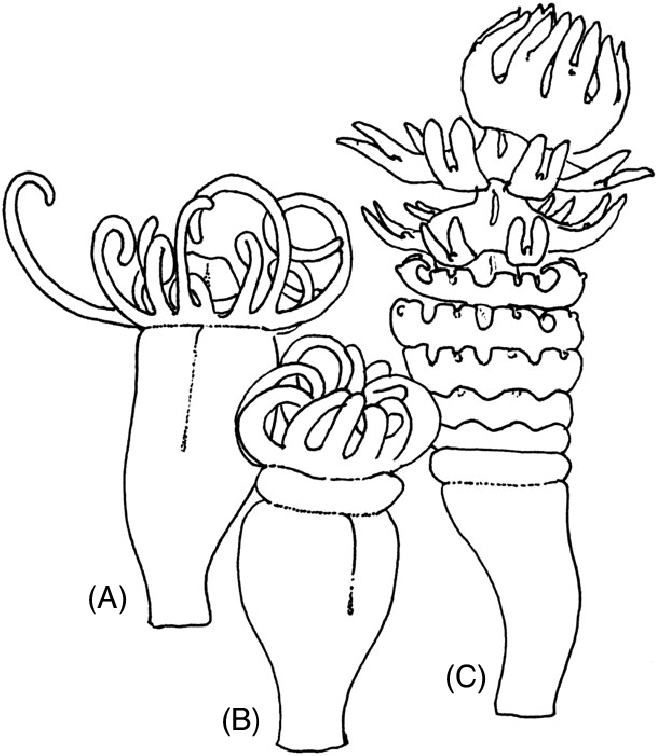 Detail Mewarnai Gambar Sayur Wortel Nomer 42