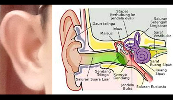 Detail Mewarnai Gambar Telinga Nomer 57