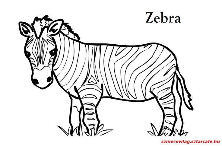 Detail Mewarnai Gambar Zebra Nomer 12