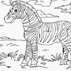 Detail Mewarnai Gambar Zebra Nomer 55