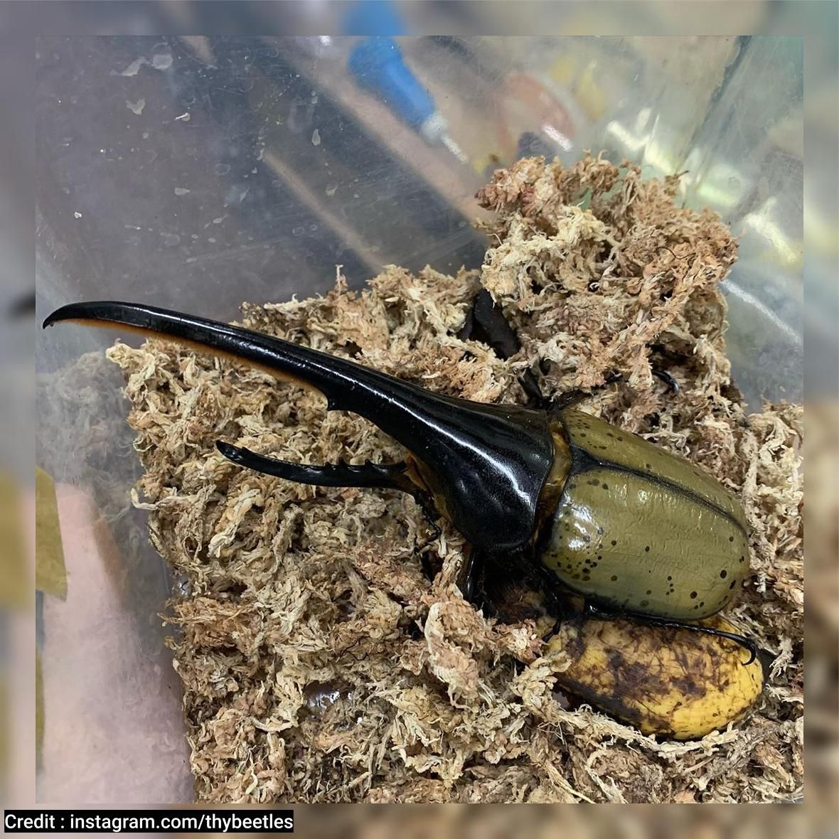 Detail Kumbang Badak Hercules Beetles Nomer 13