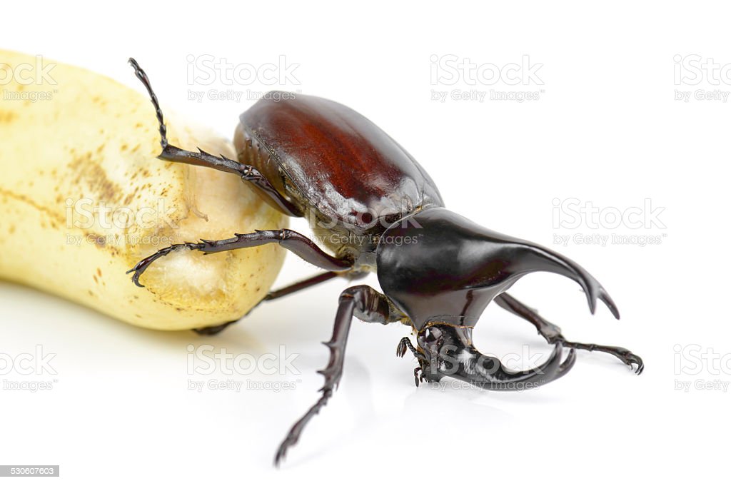 Detail Kumbang Badak Hercules Beetles Nomer 14