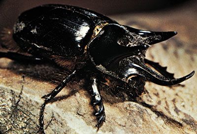 Detail Kumbang Badak Hercules Beetles Nomer 19