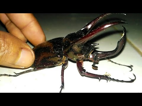 Detail Kumbang Badak Hercules Beetles Nomer 21