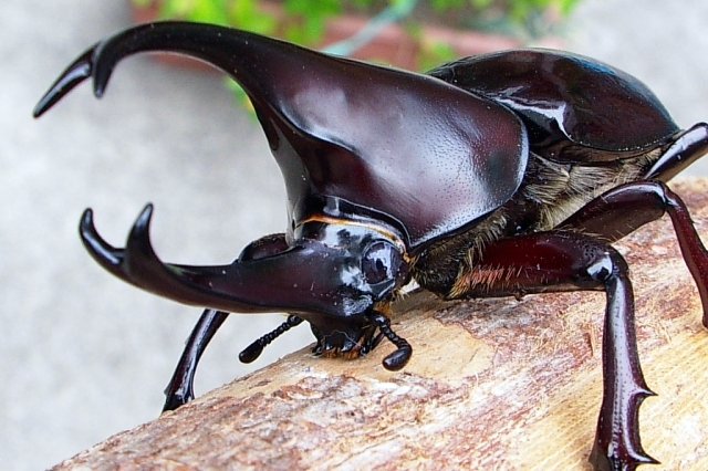 Detail Kumbang Badak Hercules Beetles Nomer 29