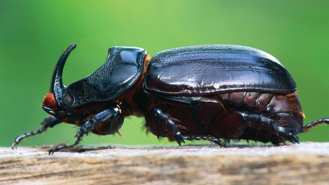 Detail Kumbang Badak Hercules Beetles Nomer 34