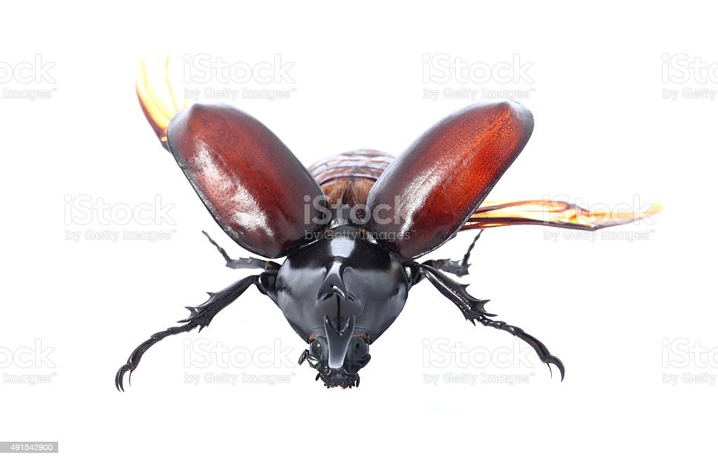 Detail Kumbang Badak Hercules Beetles Nomer 37