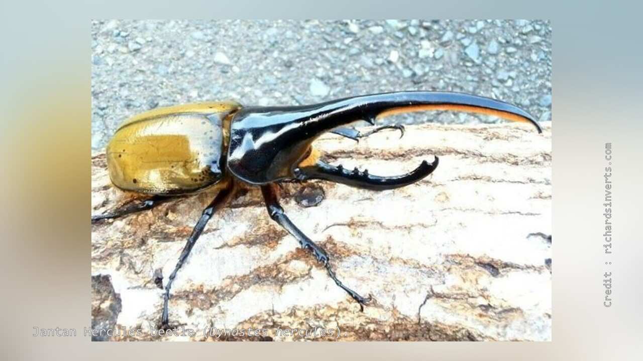 Detail Kumbang Badak Hercules Beetles Nomer 39