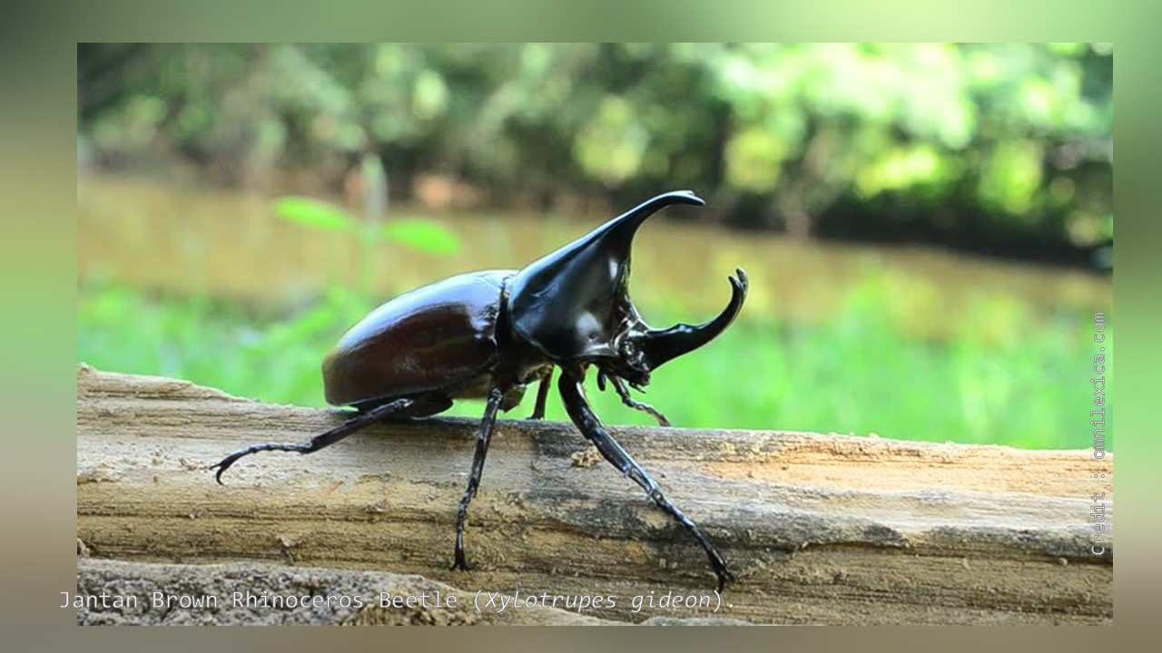 Detail Kumbang Badak Hercules Beetles Nomer 40
