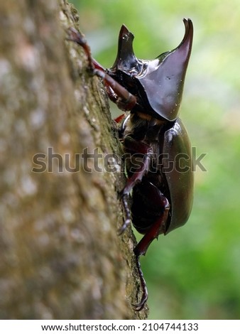 Detail Kumbang Badak Hercules Beetles Nomer 42