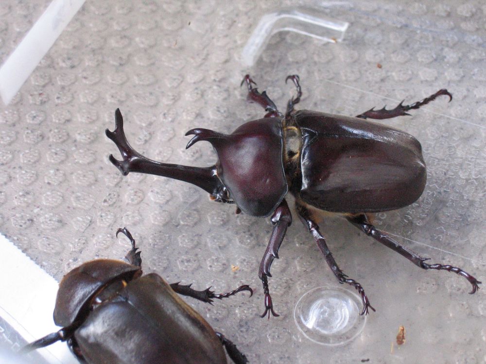Detail Kumbang Badak Hercules Beetles Nomer 45