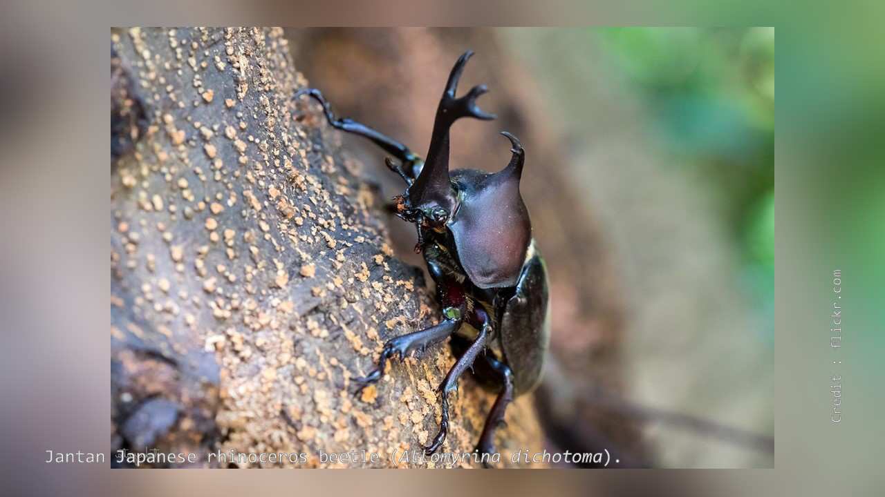 Detail Kumbang Badak Hercules Beetles Nomer 49