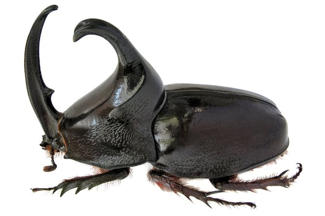 Detail Kumbang Badak Hercules Beetles Nomer 51