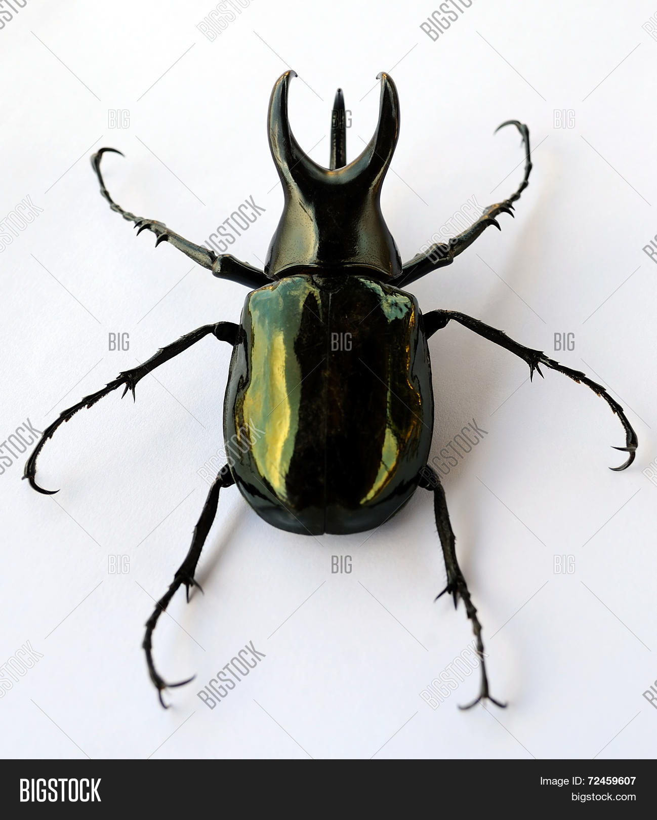 Detail Kumbang Badak Hercules Beetles Nomer 52