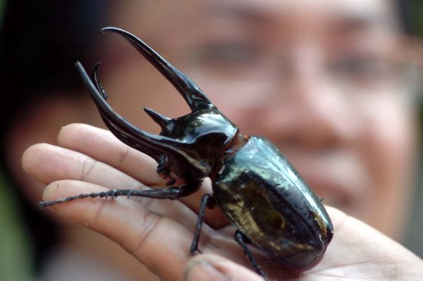 Detail Kumbang Badak Hercules Beetles Nomer 56