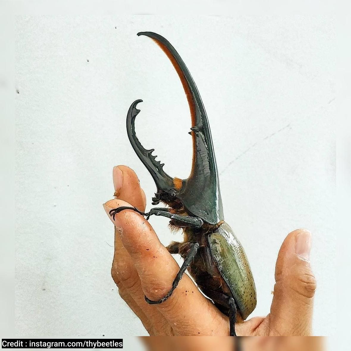 Detail Kumbang Badak Hercules Beetles Nomer 8