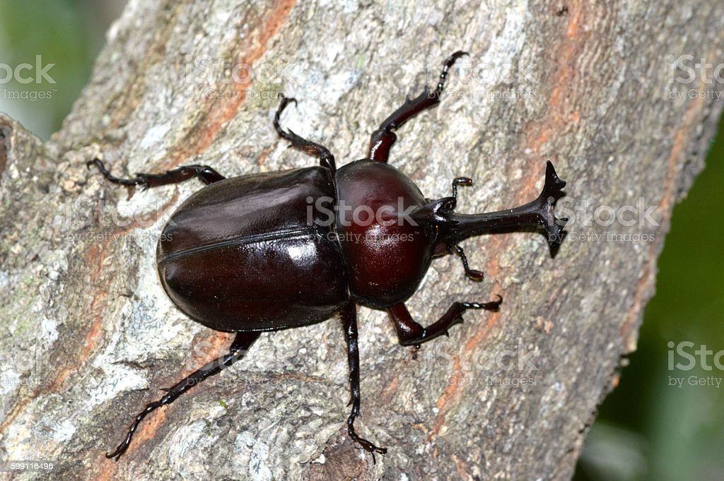 Detail Kumbang Badak Jepang Nomer 11