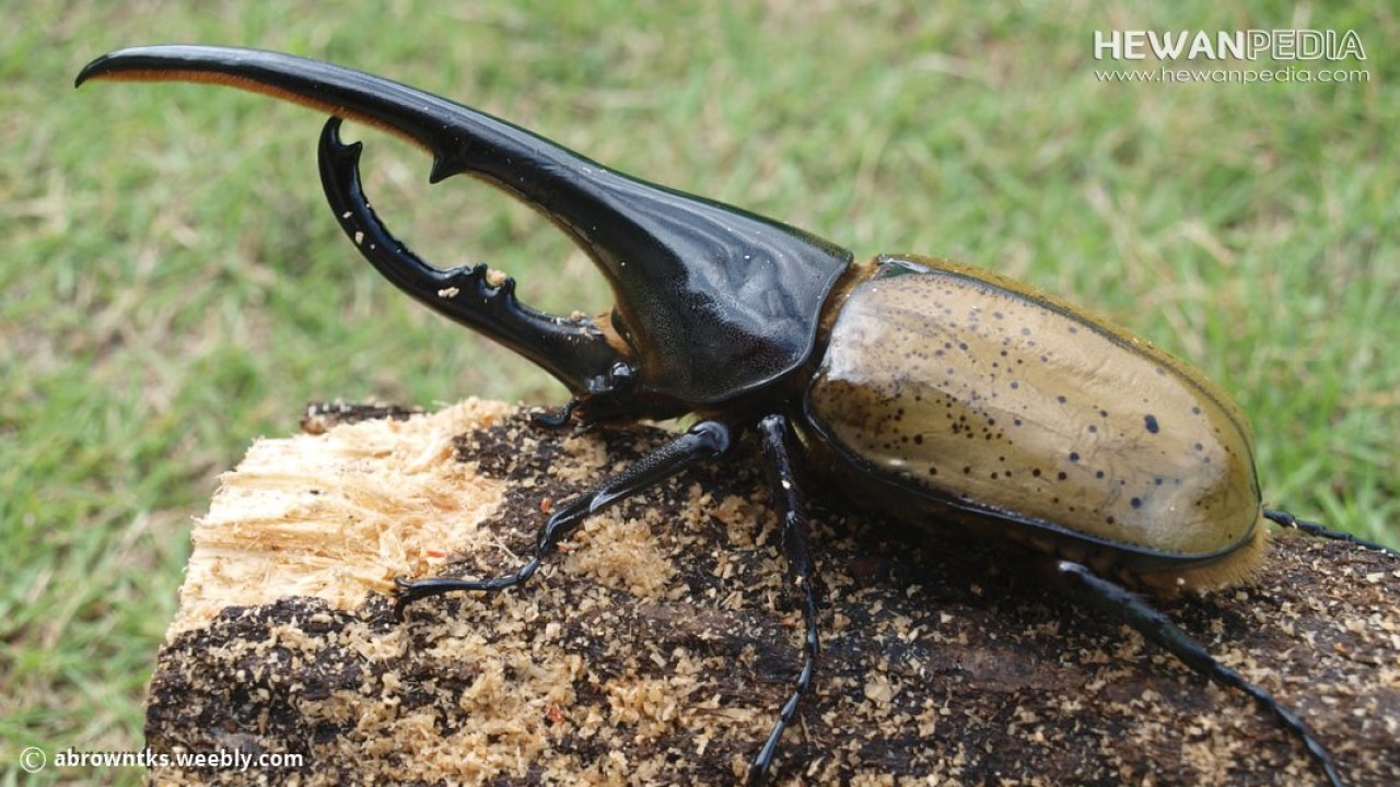Detail Kumbang Badak Jepang Nomer 12