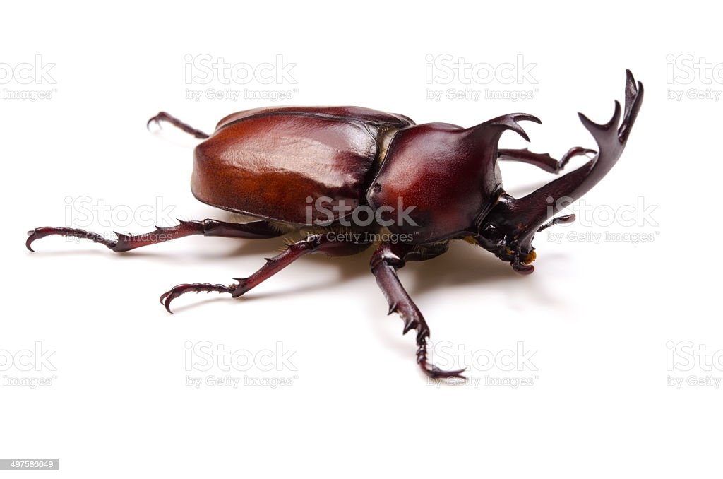 Detail Kumbang Badak Jepang Nomer 14