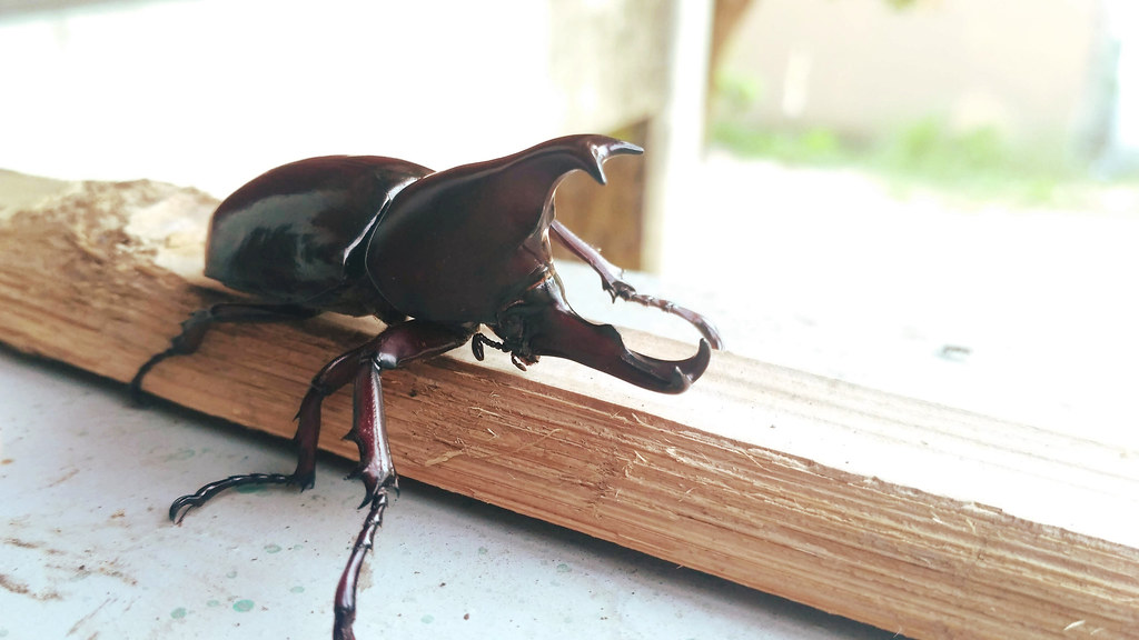 Detail Kumbang Badak Jepang Nomer 15