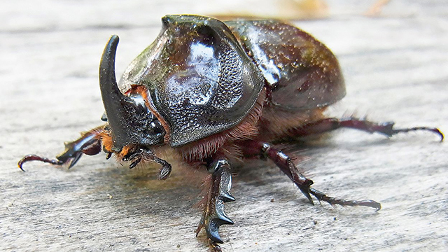 Detail Kumbang Badak Jepang Nomer 16