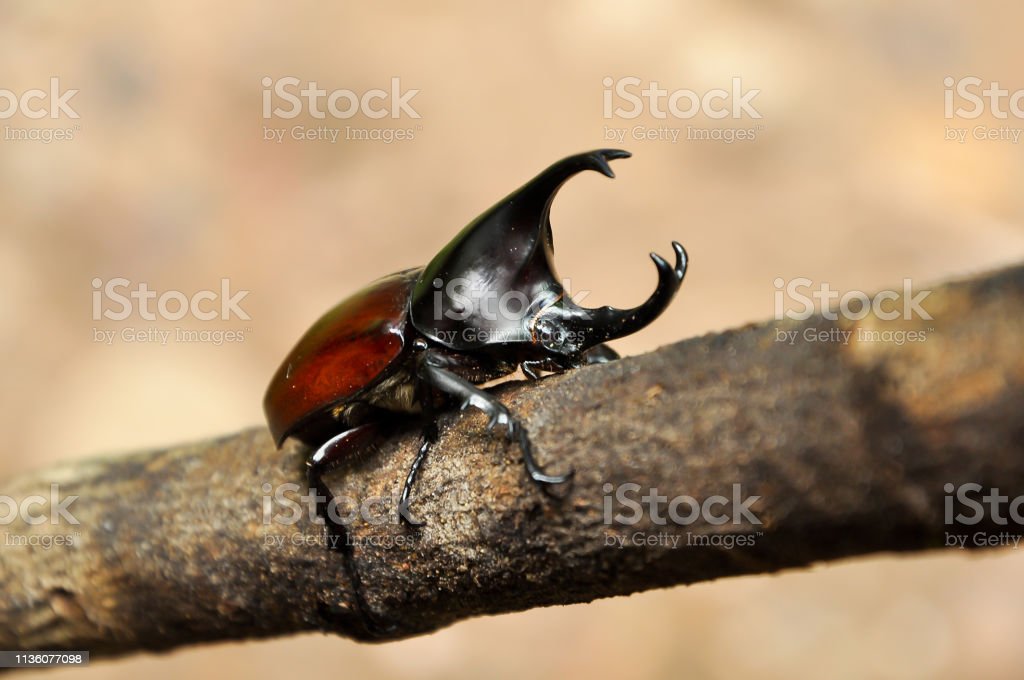 Detail Kumbang Badak Jepang Nomer 17