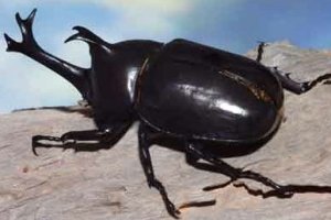 Detail Kumbang Badak Jepang Nomer 18