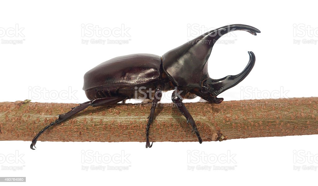 Detail Kumbang Badak Jepang Nomer 19