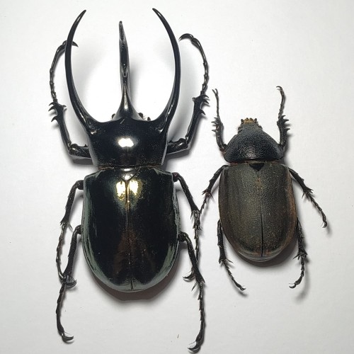 Detail Kumbang Badak Jepang Nomer 20